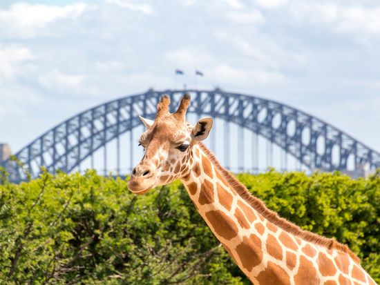 Australia_Sydney_Taronga Zoo_Giraffe_shutterstock_502223227