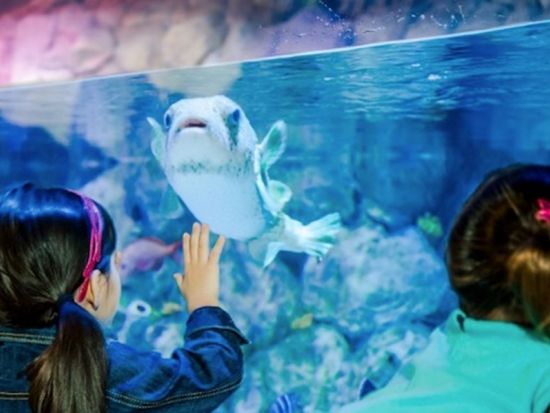 シーライフ・カンザスシティ  チケット予約・前売り券 by Tiqets