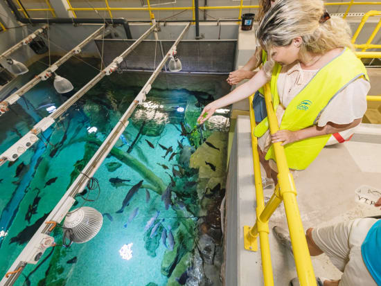 ケアンズ水族館 バックステージガイドツアー　餌やりなど海洋生物とのふれあいを楽しめる！ウミガメ病院＆サンゴ保護ツアー付き＜4名まで／英語ガイド＞