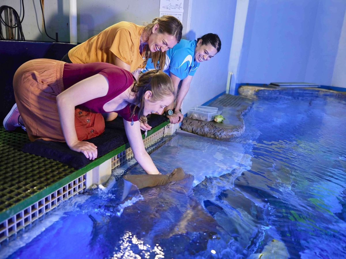 ケアンズ水族館 バックステージガイドツアー 餌やりなど海洋生物との