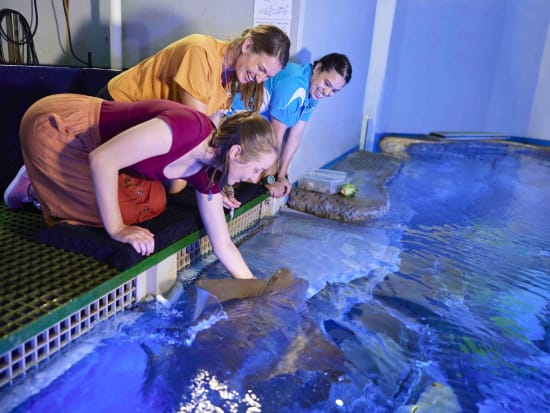 ケアンズ水族館 バックステージガイドツアー　餌やりなど海洋生物とのふれあいを楽しめる！ウミガメ病院＆サンゴ保護ツアー付き＜4名まで／英語ガイド＞