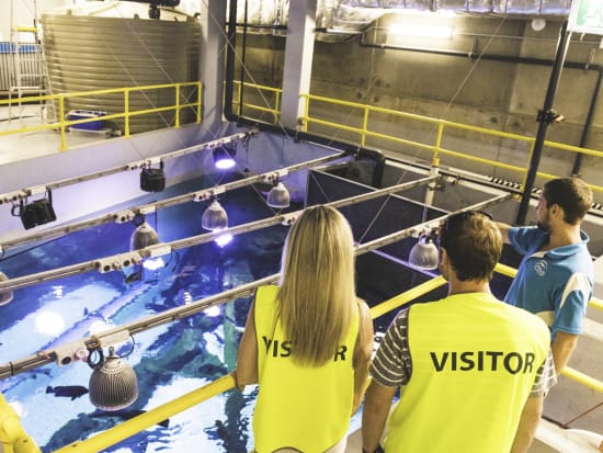 ケアンズ水族館 バックステージガイドツアー　餌やりなど海洋生物とのふれあいを楽しめる！ウミガメ病院＆サンゴ保護ツアー付き＜4名まで／英語ガイド＞