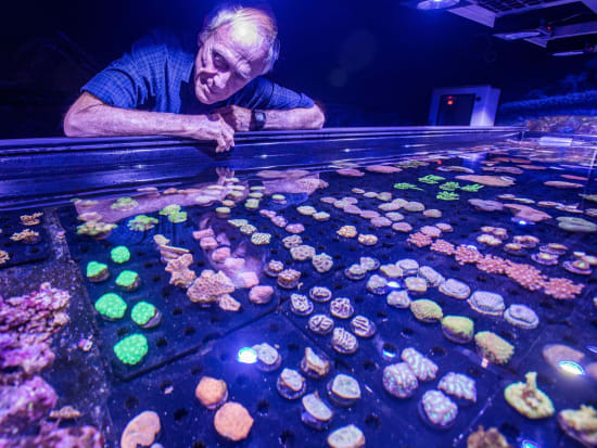 ケアンズ水族館 サンゴ保護ツアー　保護活動について学びながら世界最大の硬質サンゴのコレクションを見学！＜英語ガイド＞