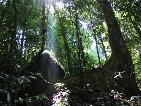 世界最大の花「ラフレシア」を探す　グヌン・ガディン国立公園日帰りツアー ＜日本語ガイド／クチン発＞
