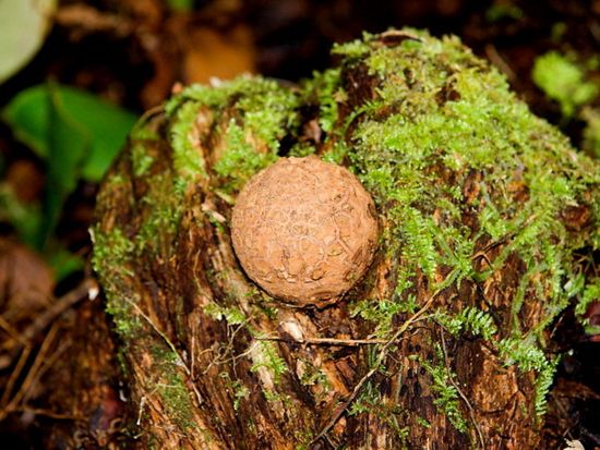 世界最大の花「ラフレシア」を探す　グヌン・ガディン国立公園日帰りツアー ＜日本語ガイド／クチン発＞