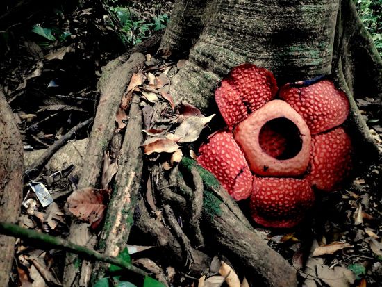 世界最大の花「ラフレシア」を探す　グヌン・ガディン国立公園日帰りツアー ＜日本語ガイド／クチン発＞