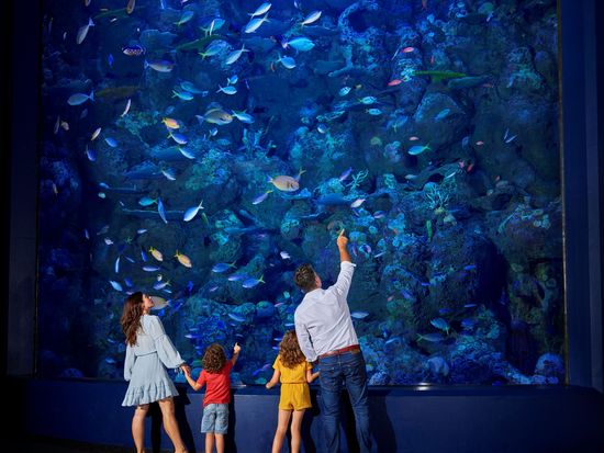 ABT - family at deepreef