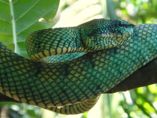 バコ国立公園トレッキングツアー　珍しい野生動植物を観察 ＜日本語ガイド／クチン発＞
