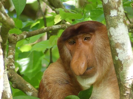 バコ国立公園トレッキングツアー　珍しい野生動植物を観察 ＜日本語ガイド／クチン発＞