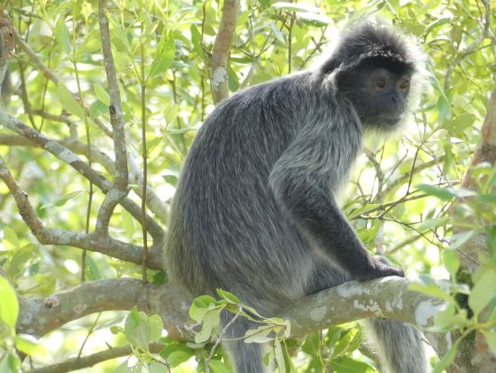 バコ国立公園トレッキングツアー　珍しい野生動植物を観察 ＜日本語ガイド／クチン発＞