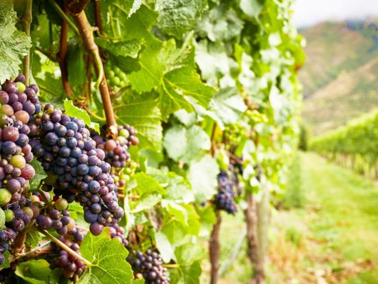 ギブストンバレーワイナリー半日ツアー　3軒のワイナリーや地下ワイン洞窟を訪問！＜午後発／試飲付／チーズボード付き／英語ガイド／クイーンズタウン発＞