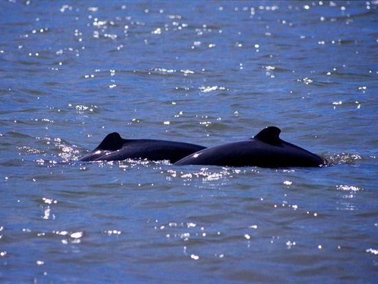 sarawak-santubong-irrawaddy-dolphin-02
