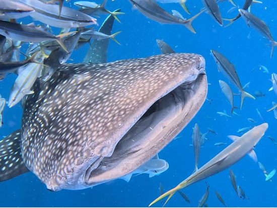 ジンベエザメ体験ダイビング ジンベエザメに会いに行こう！初心者の方でも楽しめる ツアー中の撮影データ付＜ボート／1日2便／10歳～／約2時間半／恩納村＞