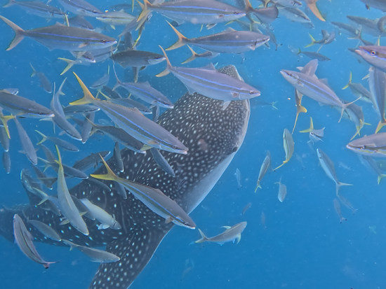 ジンベエザメ体験ダイビング ジンベエザメに会いに行こう！初心者の方でも楽しめる ツアー中の撮影データ付＜ボート／1日2便／10歳～／約2時間半／恩納村＞