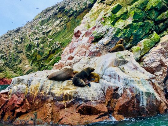 ナスカの地上絵セスナ遊覧＆バジェスタス諸島クルーズ1泊2日ツアー＜日本語ガイド／宿泊費込み／食事付／リマ発＞
