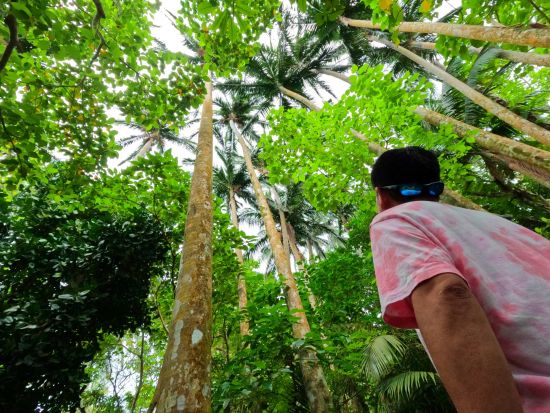 石垣島 島さんぽツアー　生まれも育ちも石垣の乱さんが島の観光名所をたっぷりとご案内！6歳～参加OK＜1枠最大4名／通年／石垣島＞by島じかん