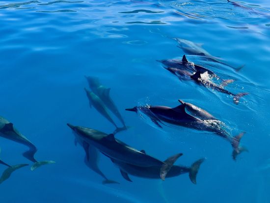 イルカ大学　イルカウォッチング＆シュノーケリングクルーズ　イルカと泳ぐプランも！マリンアクティビティも充実＜ランチ付き／日本語／ワイキキ＆コオリナ送迎可＞