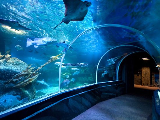 SEA LIFE ベルリン チケット予約