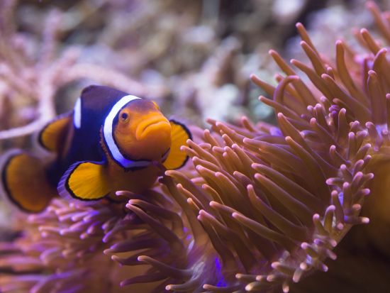 シーライフ・ミュンヘン チケット予約