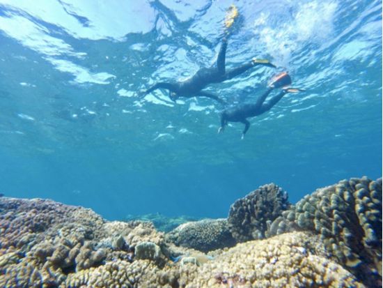 グループ貸切のプライベートツアー 慶良間or西海岸でトロピカルフィッシング&シュノーケリング！ 1グループ貸切でのご案内＜1～8名／無料撮影／北谷発＞