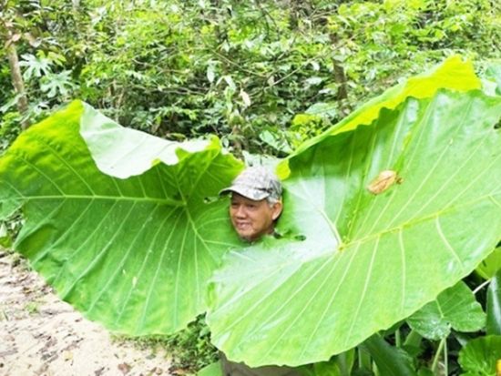 【SDGS／自然保護】マレーシア森林研究所ネイチャートレッキングツアー　専門エコガイド（英語）による説明＜送迎付き／日本語ガイド＞