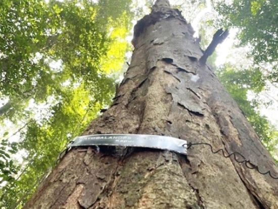 【SDGS／自然保護】マレーシア森林研究所ネイチャートレッキングツアー　専門エコガイド（英語）による説明＜送迎付き／日本語ガイド＞