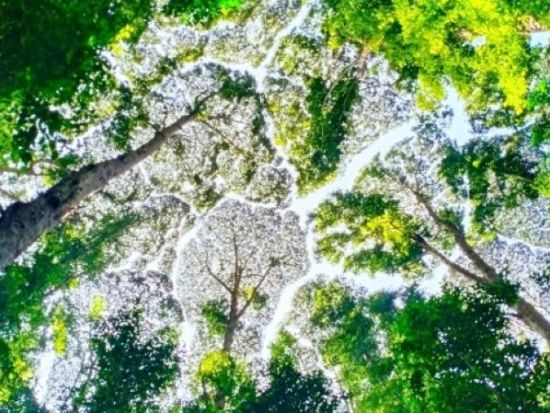 【SDGS／自然保護】マレーシア森林研究所ネイチャートレッキングツアー　専門エコガイド（英語）による説明＜送迎付き／日本語ガイド＞