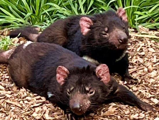 世界遺産マウントフィールド国立公園1日ツアー　ボノロング野生動物公園でタスマニアデビルたちとの出会いも！＜日本語ドライバーガイド／ホバート発＞