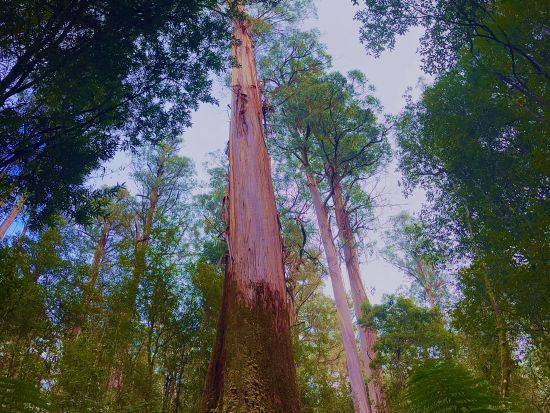 世界遺産マウント・フィールド国立公園観光ツアー　巨大ユーカリやラッセル滝を巡るハイキング＆タスマニアの美しい村ロスを散策 ＜日本語ガイド／ホバート発着＞