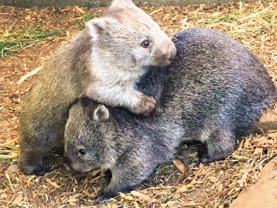 世界遺産マウントフィールド国立公園1日ツアー　ボノロング野生動物公園でタスマニアデビルたちとの出会いも！＜日本語ドライバーガイド／ホバート発＞