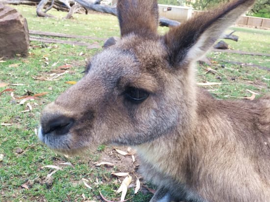 世界遺産マウントフィールド国立公園1日ツアー　ボノロング野生動物公園でタスマニアデビルたちとの出会いも！＜日本語ドライバーガイド／ホバート発＞