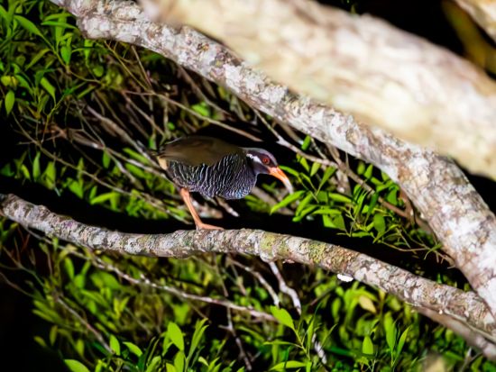 やんばるの森探検ツアー　1日1組限定！公園内の生物を調査するナイトツアー＜国頭村森林公園＞