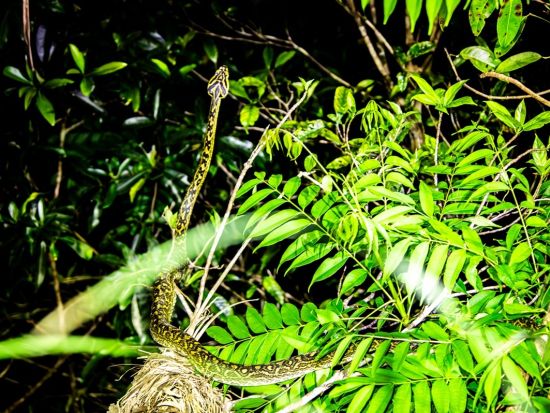 やんばるの森探検ツアー　1日1組限定！公園内の生物を調査するナイトツアー＜国頭村森林公園＞