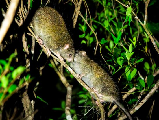 やんばるの森探検ツアー　1日1組限定！公園内の生物を調査するナイトツアー＜国頭村森林公園＞