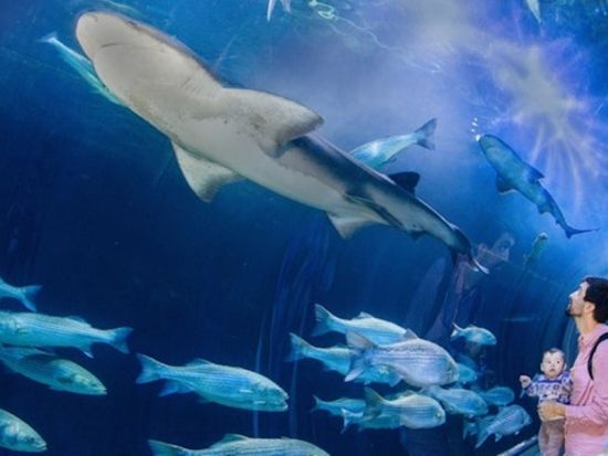 ベイ水族館  チケット予約・前売り券 by Tiqets