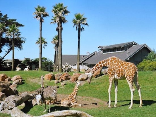 サンフランシスコ動物園  チケット予約・前売り券 by Tiqets