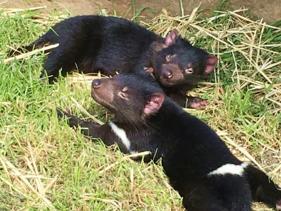 ボノロング野生動物公園＋ロスビレッジ1日ツアー　有名映画に出てくるパン屋さんやリッチモンドも訪問！＜日本語ドライバーガイド／ホバート発＞