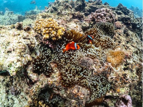 【貸切】シュノーケルツアー　離島ならではの美しい海でシュノーケリングを体験！体験中の撮影データ無料プレゼント付き＜約2時間／宮古島または伊良部島＞