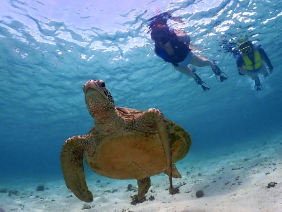 【貸切】ウミガメシュノーケルツアー　ファミリーにもオススメ！体験中の撮影データ無料プレゼント付き＜約2時間／宮古島＞