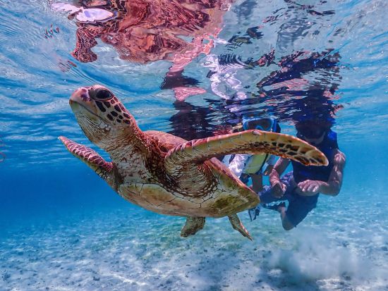 【貸切】ウミガメシュノーケルツアー　ファミリーにもオススメ！体験中の撮影データ無料プレゼント付き＜約2時間／宮古島＞