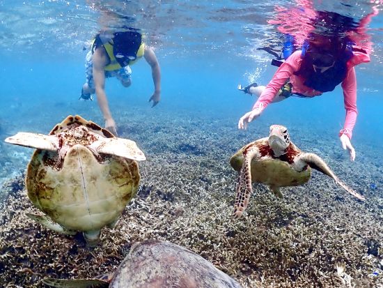 【貸切】ウミガメシュノーケルツアー　ファミリーにもオススメ！体験中の撮影データ無料プレゼント付き＜約2時間／宮古島＞