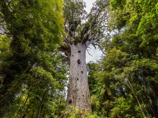 New Zealand_Auckland_Waipoua Kauri forest_shutterstock_1279951933