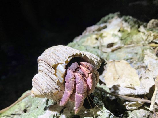 【1組限定】島人がご案内♪  南の島の生き物×星空！今人気のナイトサファリツアー！＜約2時間30分／市街地ホテル送迎可／石垣島発＞