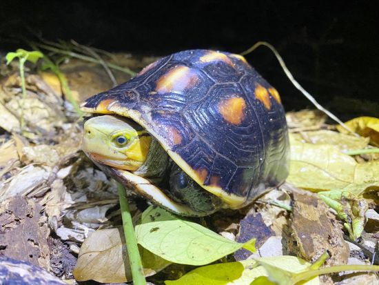 【1組限定】島人がご案内♪  南の島の生き物×星空！今人気のナイトサファリツアー！＜約2時間30分／市街地ホテル送迎可／石垣島発＞