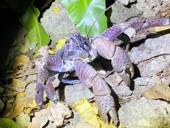 【1組限定】島人がご案内♪  南の島の生き物×星空！今人気のナイトサファリツアー！＜約2時間30分／市街地ホテル送迎可／石垣島発＞