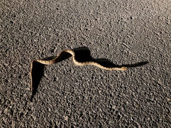 【1組限定】島人がご案内♪  南の島の生き物×星空！今人気のナイトサファリツアー！＜約2時間30分／市街地ホテル送迎可／石垣島発＞