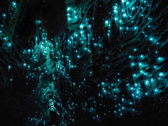 ワイトモ鍾乳洞＆ロトルア1日観光ツアー　世界8番目の不思議を体験＜日本語ガイド／オークランド発着＞