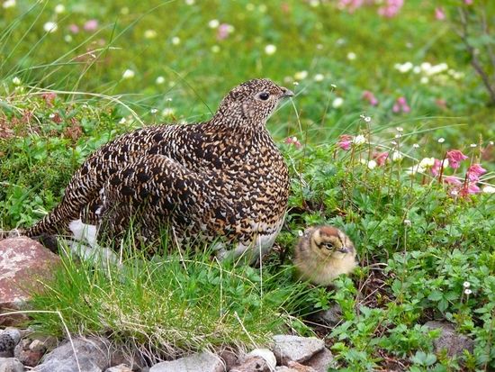 2024.B-③-08 (雷鳥親子)