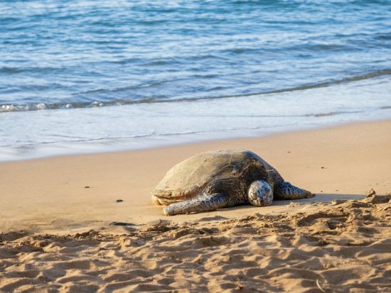 カイルア&ノースショア（ハレイワ）1日観光！この木なんの木＋ドール＋海亀ビーチ＋B級グルメ！ジョバンニのガーリックシュリンプやブーツ＆キモズのパンケーキ立ち寄り
