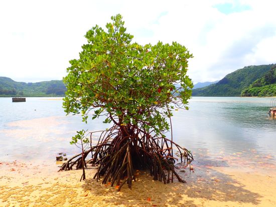 沖縄一番長い川 浦内川マングローブカヤックツアー＋バラス島スノーケリング＜1日／昼食付／西表島上原地区無料送迎／西表島＞